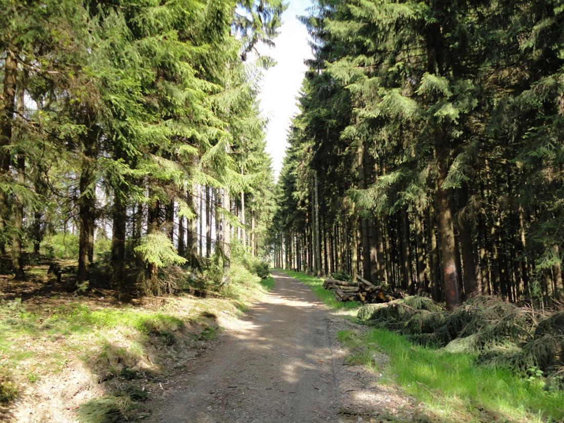Weekendjeweg Duitsland Omgeving Bos